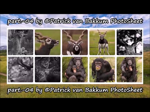 part.-04 by ©Patrick van Bakkum PhotoSheet