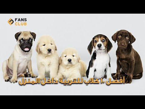 أفضل 10 كلاب للتربية داخل المنزل