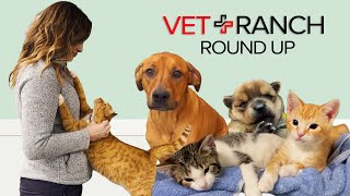 Shelter Animals Rescued: Puppies Saved, Leg Repaired And More!!!!