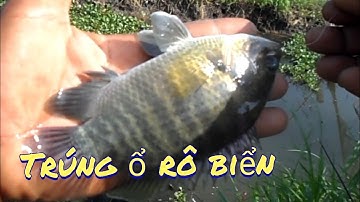 câu cá Thác Lác, trúng ngay ổ cá rô biển con nào con nấy mập ú| GÒ CÔNG TV/fishing