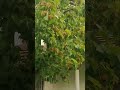 أشجار البندق بسويسرا بالمجان مع وهرانية في سويسرا