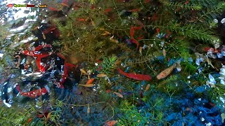 Outdoor fish pond | swordtail | Guppy | molly | platy