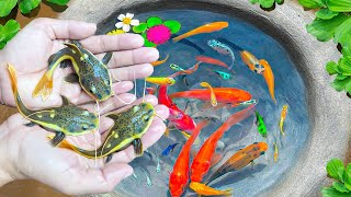 Catch Unique Ornamental Catfish, Three Tailed Fish, Koi Fish, Betta Fish, Goldfish, Butterfly Fish