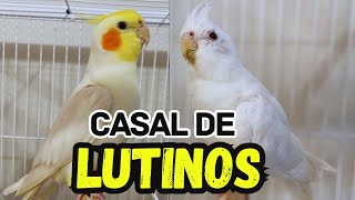 LUTINO COM LUTINO, PODE OU NÃO PODE?