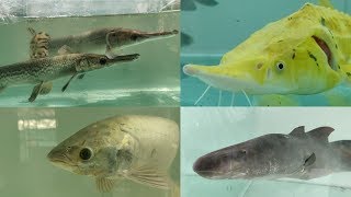 Sturgeon Fish, Alligator Fish, Arowana Fish at World of Fish