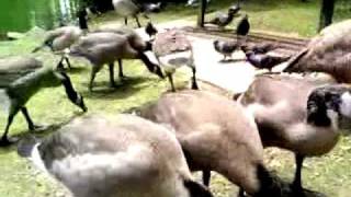 Baby Gooses Cuteness Overload, Part Two
