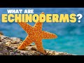 Echinoderm Characteristics and Defenses