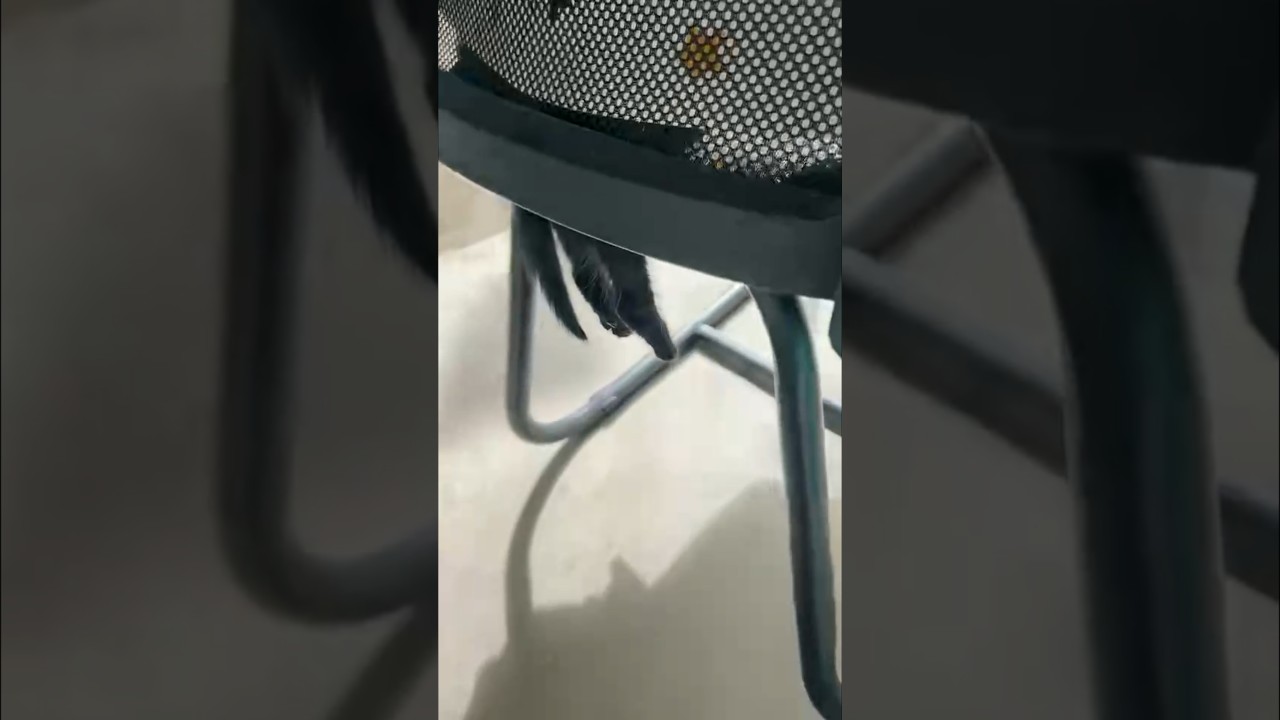 Kitten Naps on Chair While Hind Paws Dangle Off