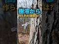 メープルシロップはこうして作られる