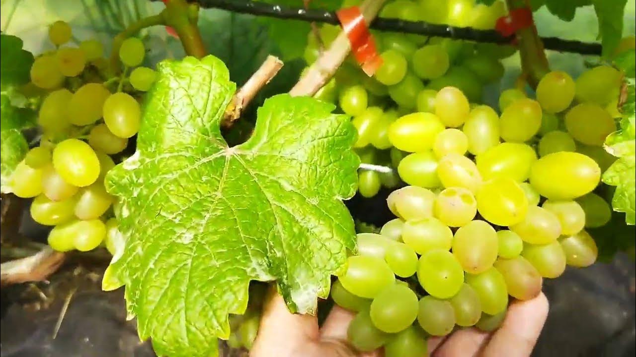 Виноград петербурге. Купить саженец винограда супага и зилга в спб. Виноград плодовый аркадия. Виноград петербуржец. «виноград» петербургский.