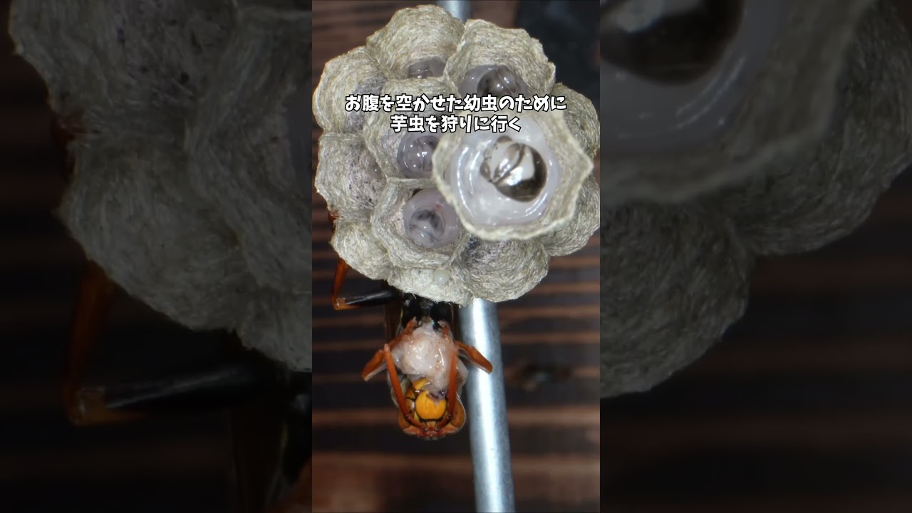 全部 1 匹でやるお母さん #アシナガバチ #ワンオペ育児 #昆虫観察