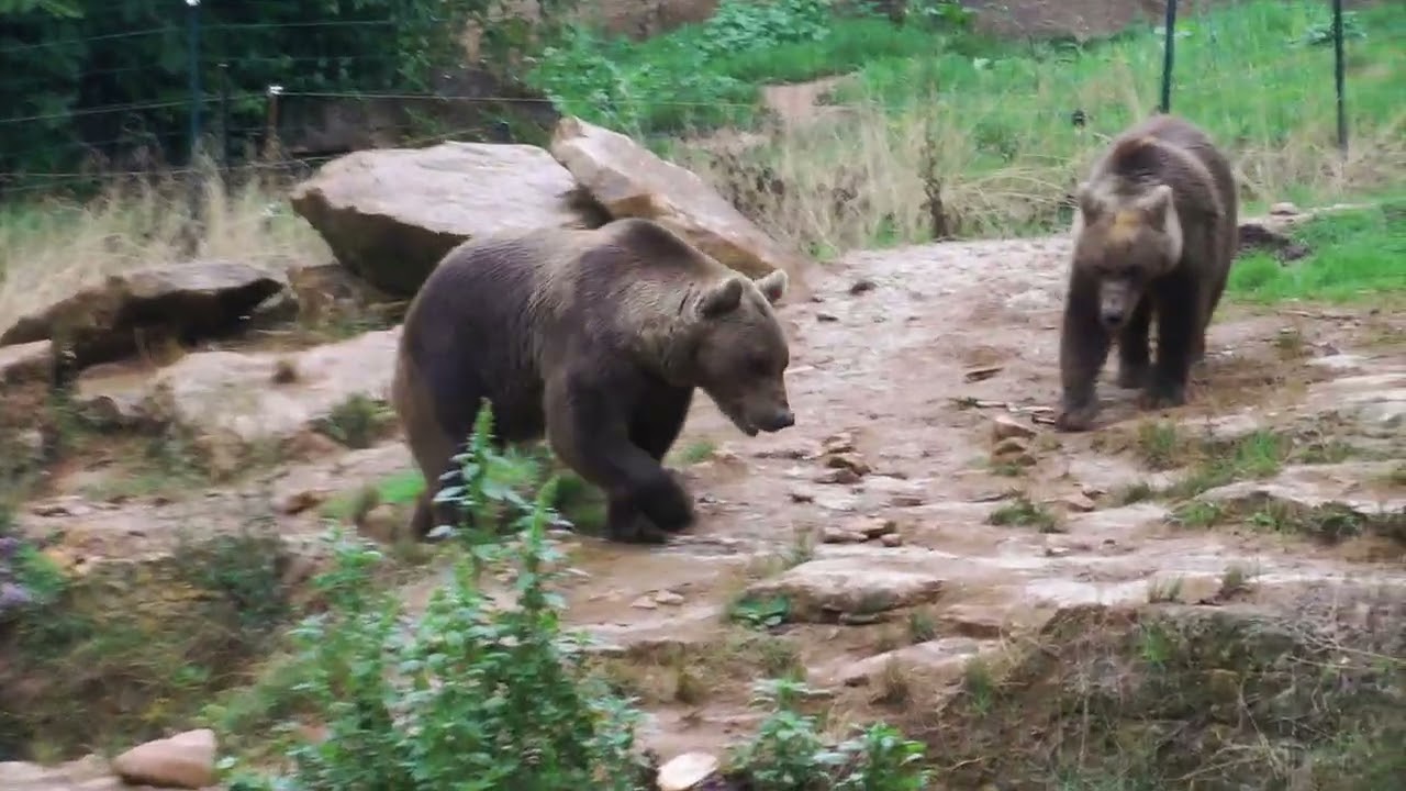 Le Regourdou and its Brown Bears (an archaeological site in the Dordogne, France) -  August 2017