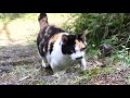 喉鳴らして階段上がってきた三毛猫ちゃんかわいい