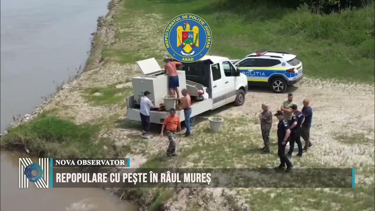 Repopulare cu pește în râul Mureș