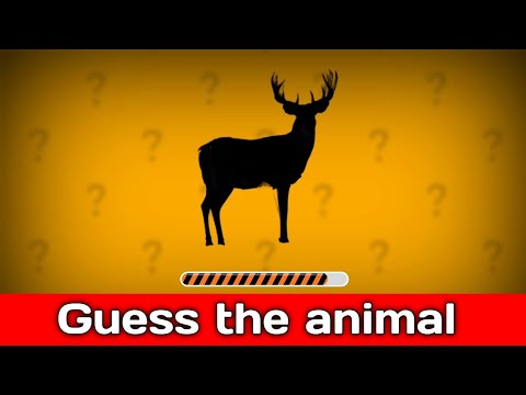 Guess the Animal by Shadow – Fun Quiz for kids || Quiz for kids - YouTube