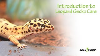 Introduction to Leopard Gecko Care by Avian and Exotic Animal Clinic 7,888 views 1 year ago 5 minutes