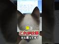 猫が本気でやってる10の仕事 #猫 #猫雑学 #ねこたんの解説