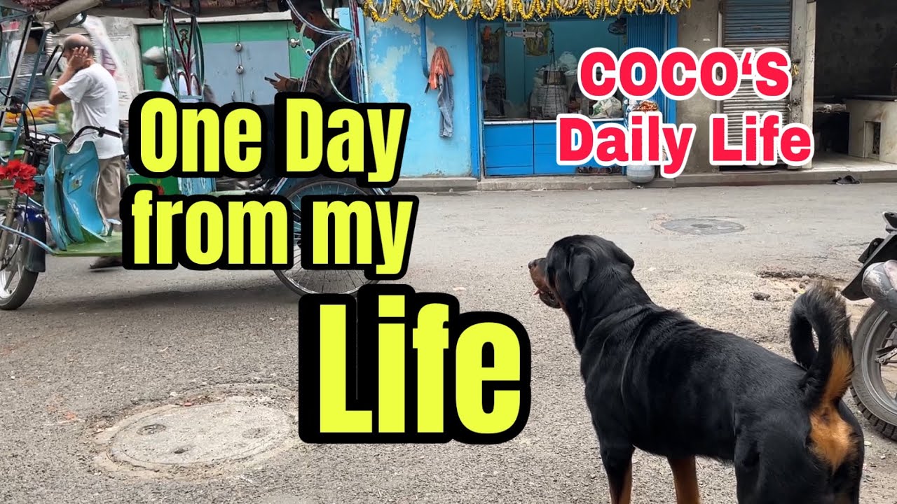 One Day From My Life | Daily life of COCO #rottweiler #pawsomelife # ...