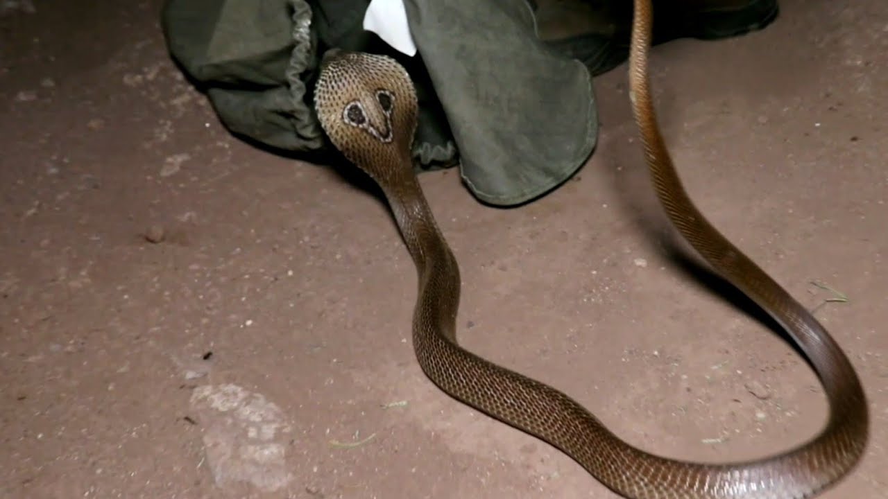 nagbibilang ng poste रात के अंधेरे में घर मे घुस गया कोबरा सांप | Rescue Indian cobra snake From Ahmednagar, maharashtra