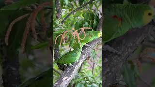 Casal de Papagaios Livres na Natureza: Flagrante Lindo! 🌳