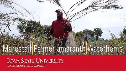 Marestail, Palmer Amaranth and Waterhemp