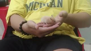 Định Mệnh Plays With Hamsters Extremely Fun Hamster Wefi