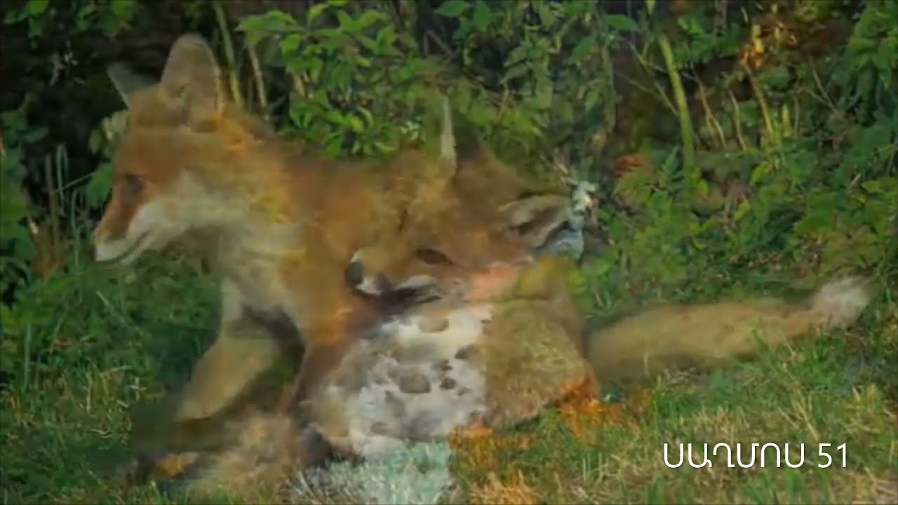 ՍԱՂՄՈՍ 51 Աղոթք Հոգեվոր Մաքրության Համար