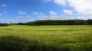 Scenery of Farm Field During Daytime -Unwind -Relaxing -Meditation -Looping -Chill-8K-4K-HD