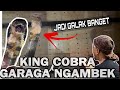 KING COBRA GARAGA JADI GALAK‼️BIKIN PANJI NGERI GAK BERANI INTERAKSI