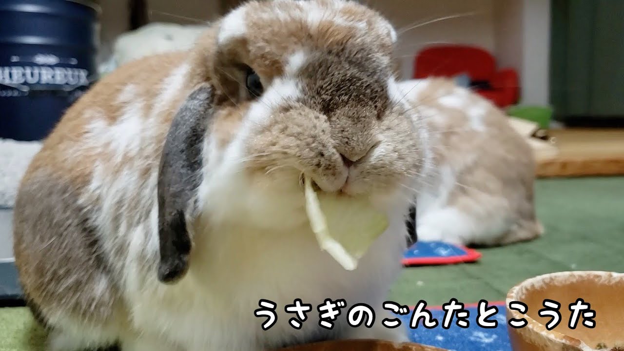 美味しい うさぎ達の待ちに待ったごはんの時間 Rabbit Dinner Time 674 Youtube