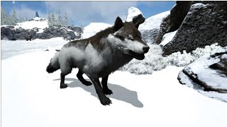 Taming A Max Level Dire Wolf Ark Part 10