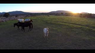 RANCHO DE PUPILAJE EN EL BOALO(MADRID)