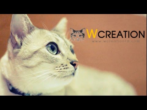วู่วาม-ซีม่าไฟว์ Semafive [official AV] by Wcreation