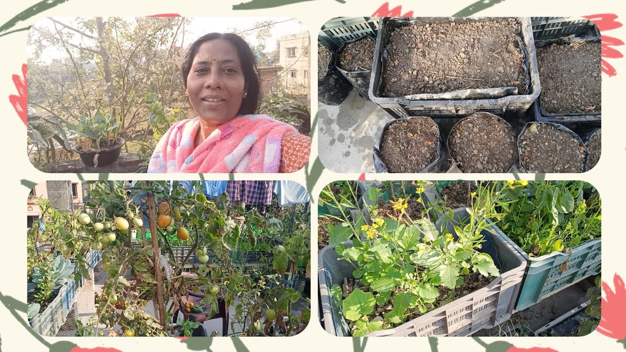 দানা দেয়ার পরে আমি  দু'বার জল দিই ।কেনো এমন করি#gardening 