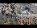 قاعة ابو علي لبيع جميع انواع الافراخ عربي ولوهمان افراخ بش خضيري وبكيني 2024 3 18 