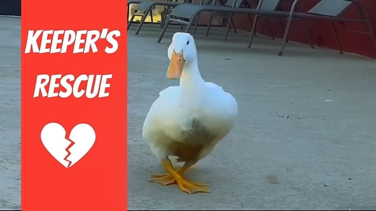 Keeper Rescuer Keeper's Rescue! - YouTube