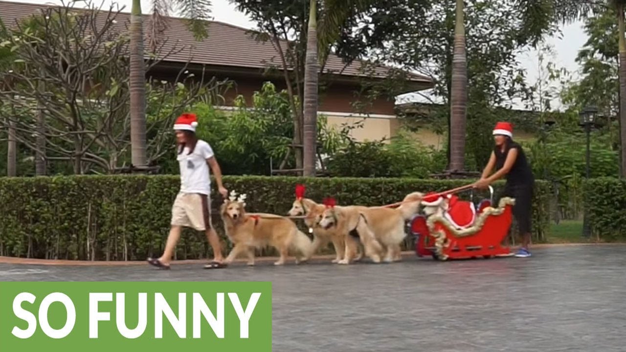 golden retrievers dress up as reindeer pull santa s sleigh youtube