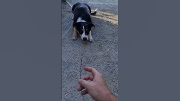 He was able to play fetch with this TINY stick! 🤣😍 |#dogshorts #dogs #Queenstown