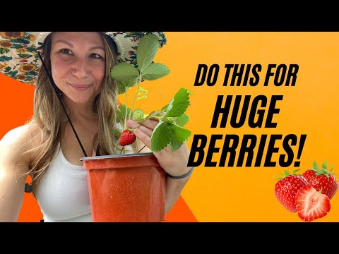 How To Prepare Garden Soil For Strawberries
