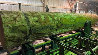 Sawing a Long 31 Inch diameter Black Oak Log #35