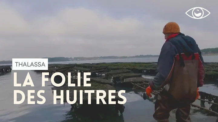 La folie des hutres - Thalassa