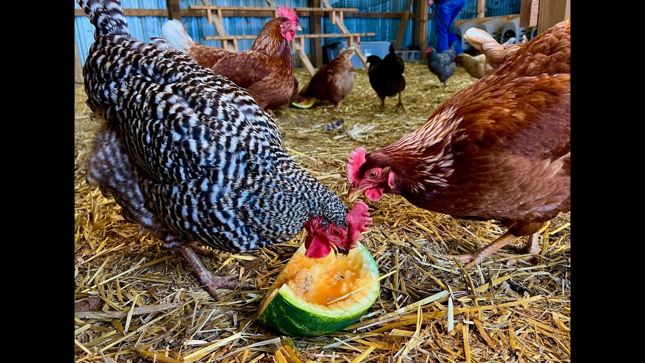 Gardening To Help Feed Your Chickens - YouTube