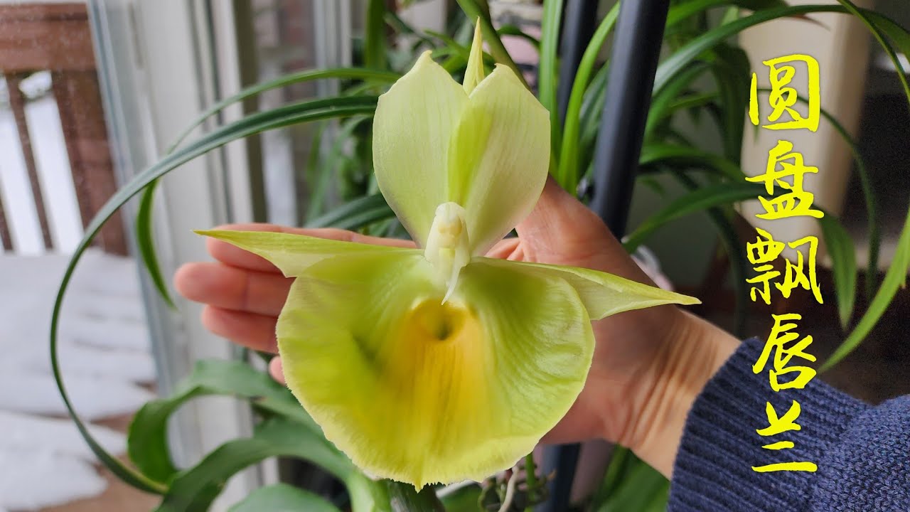 Sophie's Garden 圆盘飘唇兰 Ctsm. pileatum 'Jumbo Green Gold' - YouTube