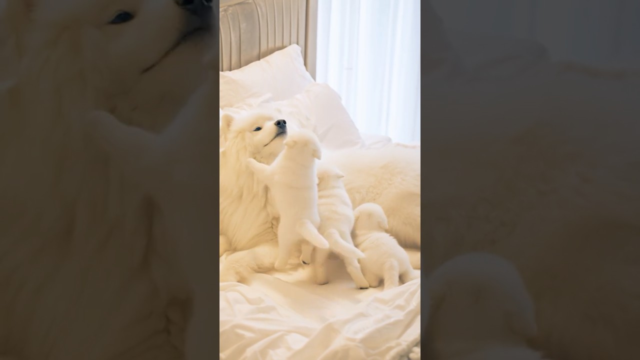 💛Wiggly Tail of Love🐾Mama’s Gentle Smile🤍