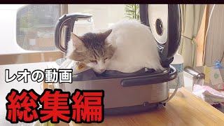 [代1人と猫匹の暮らし]今までのレオの動画の総集編