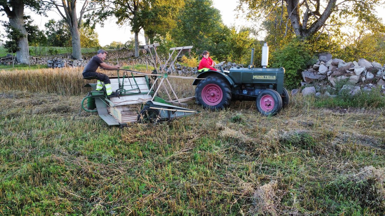 Havreskörd med BM 25 och AVA självbindare