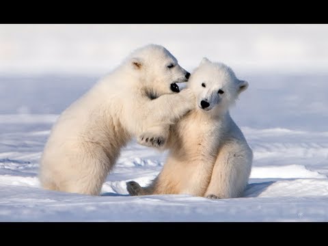 Adorably Cute Polar Bear Cubs Go Sledging!