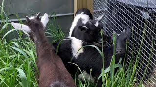 We have new Female Goats added to the Homestead