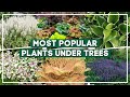 Top 15 most popular plants for planting under trees    plantdo home  garden