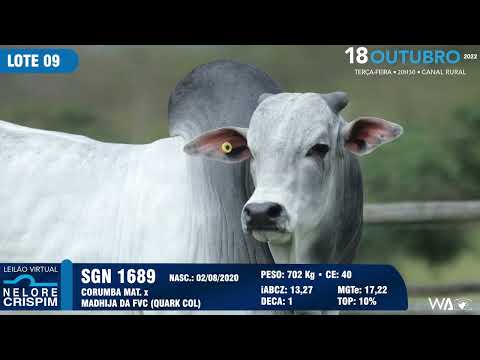 LOTE 09 SGN 1689